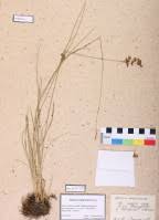 Attēlu rezultāti vaicājumam “Juncus nastanthus”