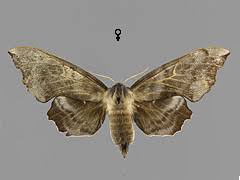 Attēlu rezultāti vaicājumam “Laothoe amurensis”