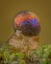 Attēlu rezultāti vaicājumam “Colloderma sp.”