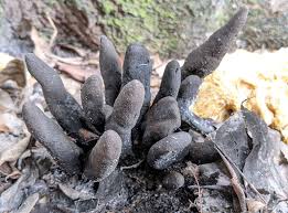 Attēlu rezultāti vaicājumam “Xylaria polymorpha”