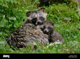 Attēlu rezultāti vaicājumam “Nyctereutes procyonoides”