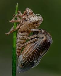 Attēlu rezultāti vaicājumam “Centrotus cornutus”