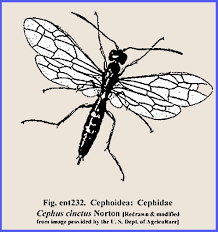 Attēlu rezultāti vaicājumam “Diprionidae cocoon”