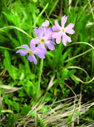 Attēlu rezultāti vaicājumam “Primulaceae”