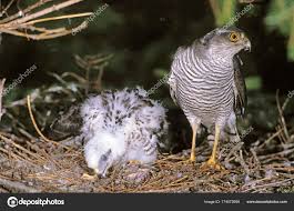 Attēlu rezultāti vaicājumam “Accipiter nisus female”