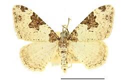 Attēlu rezultāti vaicājumam “Xanthorhoe fluctuata”