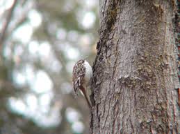 Attēlu rezultāti vaicājumam “Certhia familiaris adult”