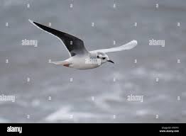 Attēlu rezultāti vaicājumam “Larus minutus adult”