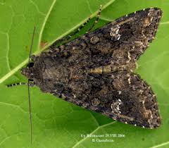 Attēlu rezultāti vaicājumam “Mamestra brassicae exuvia”