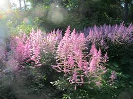 Image result for Astilbe