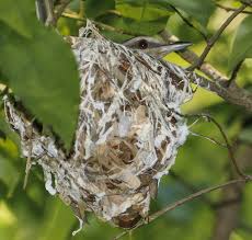 Attēlu rezultāti vaicājumam “nest”