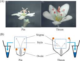 Attēlu rezultāti vaicājumam “Fagopyrum esculentum”
