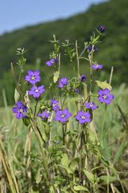 Image result for Legousia speculum-veneris