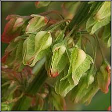 Attēlu rezultāti vaicājumam “Rumex hydrolapathum leaf”
