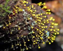 Attēlu rezultāti vaicājumam “Comatricha meandrispora macro”