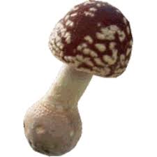 Attēlu rezultāti vaicājumam “Amanita regalis”