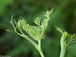 Attēlu rezultāti vaicājumam “Peucedanum palustre fruit”