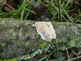 Attēlu rezultāti vaicājumam “Dichomitus campestris”