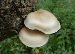 Attēlu rezultāti vaicājumam “Hypsizygus ulmarius”