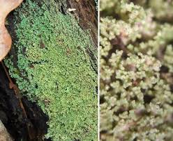 Attēlu rezultāti vaicājumam “Cladonia parasitica”