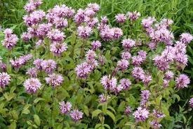 Image result for Cobham