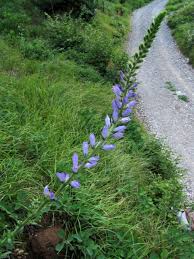 Image result for Campanula spicata