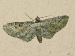 Attēlu rezultāti vaicājumam “Eupithecia icterata”