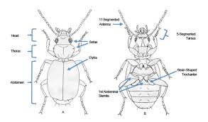 Attēlu rezultāti vaicājumam “Carabidae”