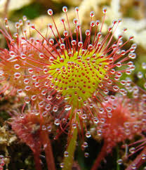 Attēlu rezultāti vaicājumam “Drosera rotundifolia flower”