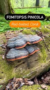 Attēlu rezultāti vaicājumam “Comatricha fragilis stalked”