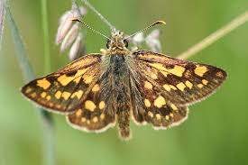 Attēlu rezultāti vaicājumam “Hesperiidae”