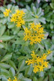 Attēlu rezultāti vaicājumam “Sedum aizoon fruit”