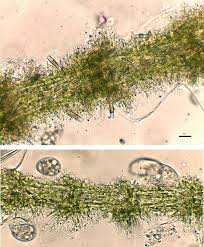 Attēlu rezultāti vaicājumam “Batrachospermum moniliforme”