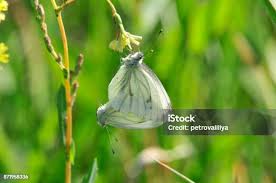 Attēlu rezultāti vaicājumam “Pieris brassicae female”