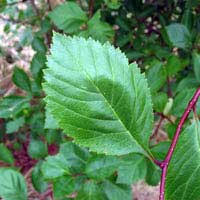 Attēlu rezultāti vaicājumam “Crataegus douglasii”
