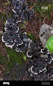 Attēlu rezultāti vaicājumam “Thelephora terrestris”