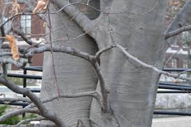 Attēlu rezultāti vaicājumam “Fagus sylvatica fo. purpurea”