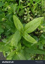 Attēlu rezultāti vaicājumam “Mercurialis perennis leaf”