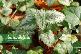 Attēlu rezultāti vaicājumam “Lamiastrum galeobdolon leaf”