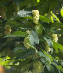 Attēlu rezultāti vaicājumam “Carpinus caroliniana male flower”