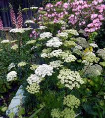 Attēlu rezultāti vaicājumam “Cenolophium denudatum leaf”