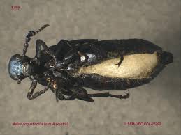 Attēlu rezultāti vaicājumam “Meloe sp. imago”