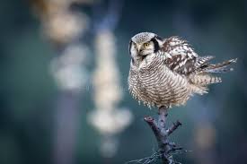 Image result for Surnia ulula