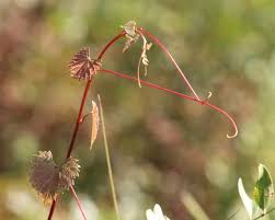 Attēlu rezultāti vaicājumam “Diachea muscorum stalked”