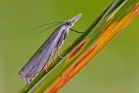 Attēlu rezultāti vaicājumam “Chrysoteuchia culmella”