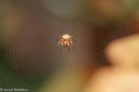 Attēlu rezultāti vaicājumam “Araneus diadematus juvenile”