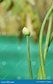 Attēlu rezultāti vaicājumam “Allium cepa bud”