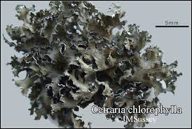 Attēlu rezultāti vaicājumam “Tuckermannopsis chlorophylla”