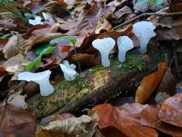 Attēlu rezultāti vaicājumam “Pseudohydnum gelatinosum”