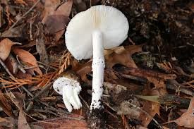 Attēlu rezultāti vaicājumam “Leocarpus sp.”